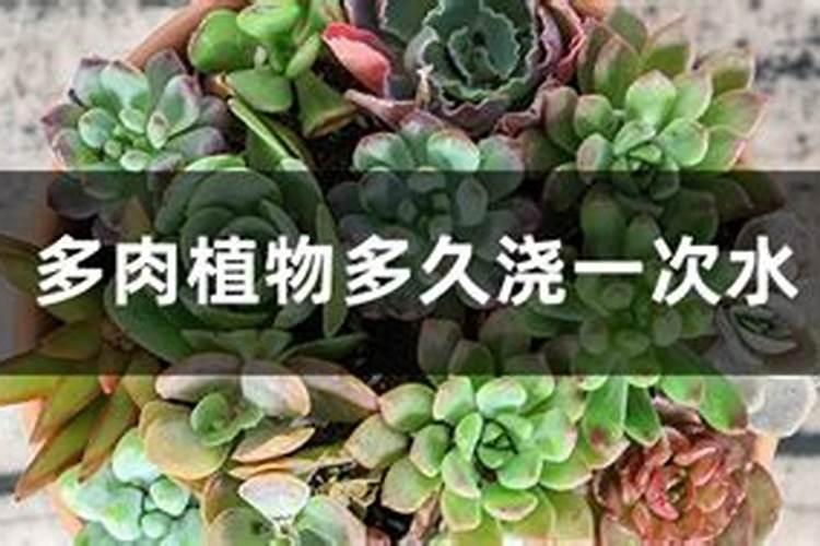 生根肥多久浇一次水