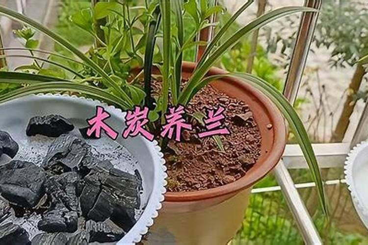 钾肥对兰花好处和坏处有哪些呢？