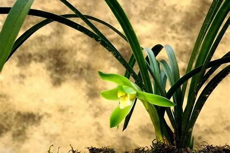兰花施钾肥可以吗