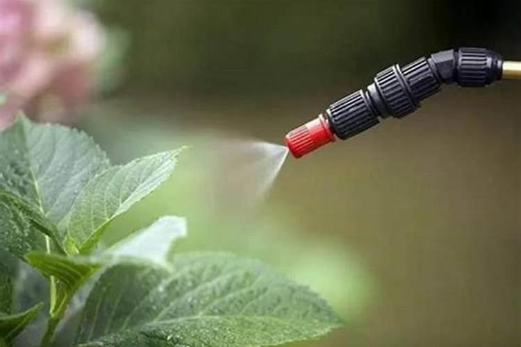 绿妃可以配叶面肥吗？