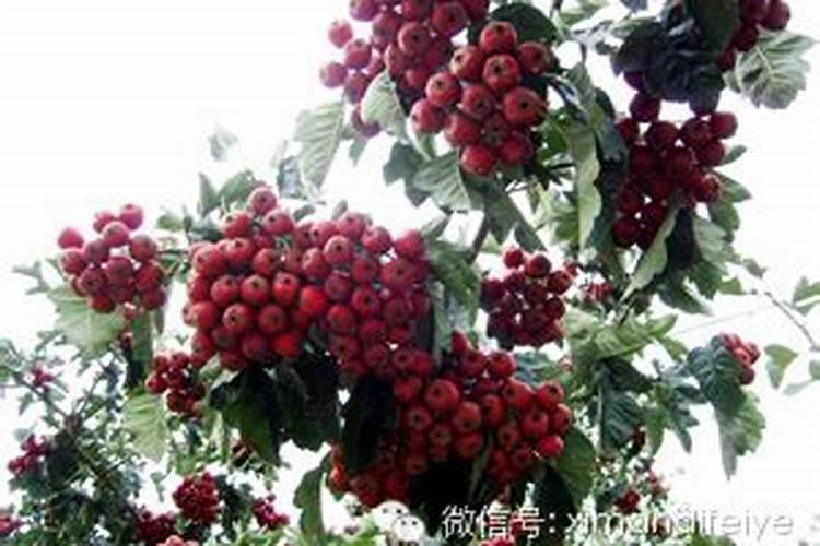 山楂施肥方法及时间