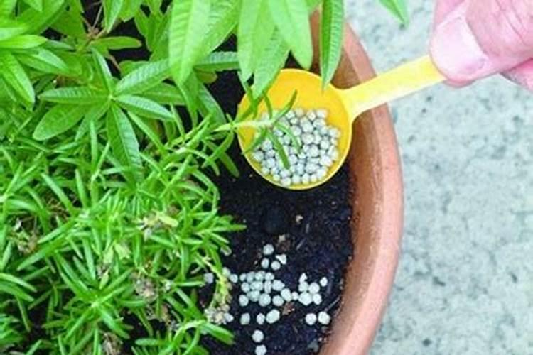 花卉施肥的最佳时间 花卉施肥的方法和技巧