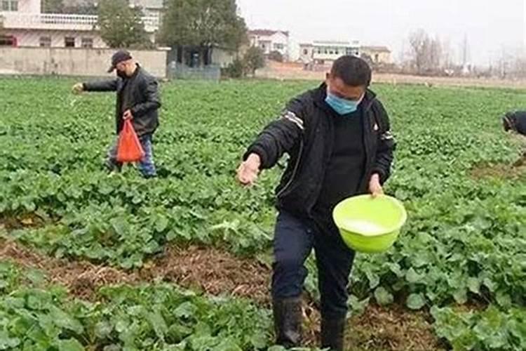 油菜底肥硼肥怎么施用效果好？