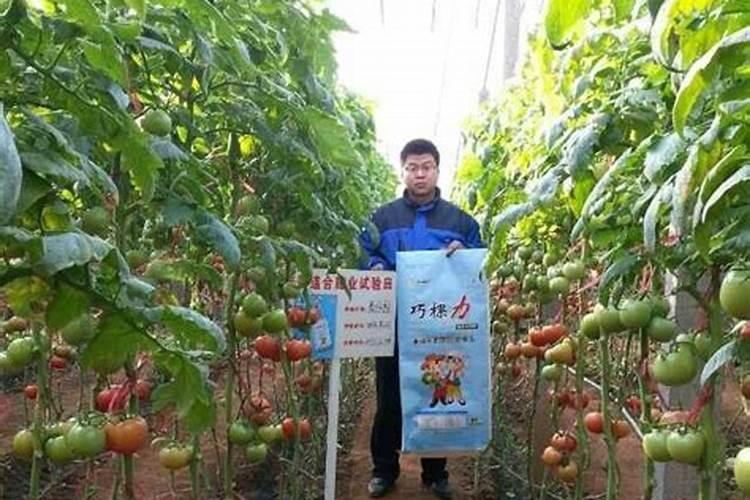 叶面肥施用后多久发酵一次？