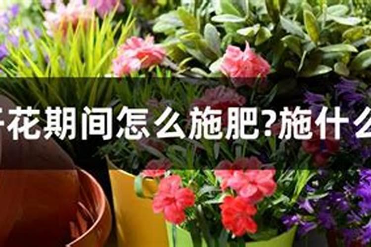 开花期间施什么肥好 开花期间可以施哪些肥