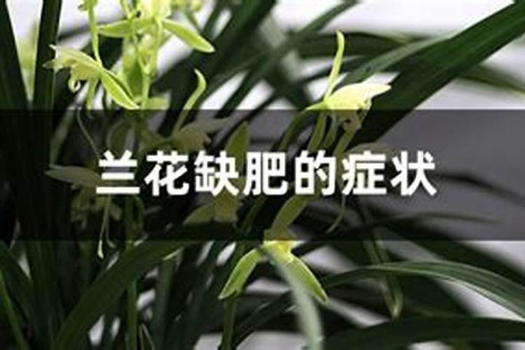 兰花缺肥的症状(附缺肥处理方法)