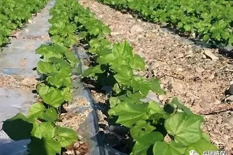 如何给棉花施底肥