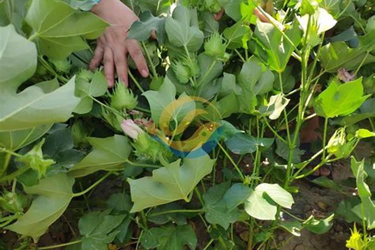 棉花施肥时要不要加入锌肥