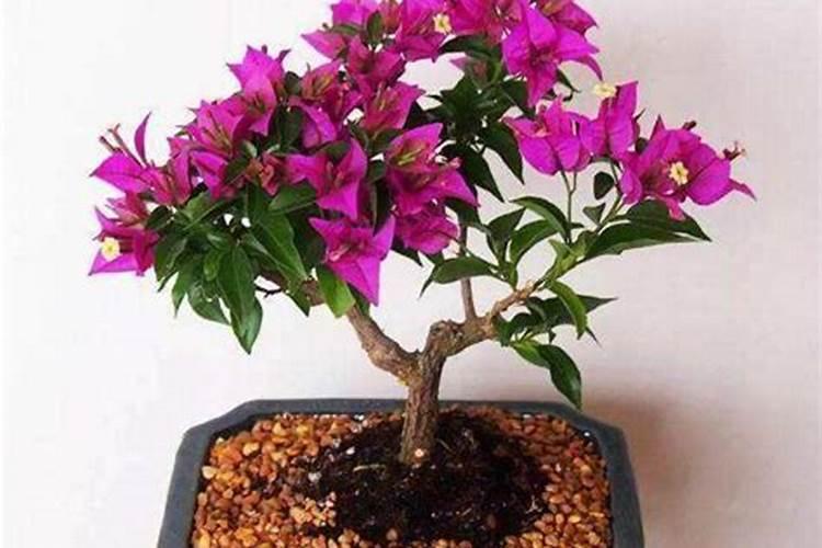 三角梅难开花如何养护开花更多