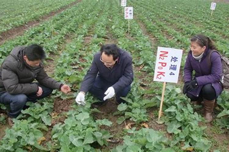 原子氮肥料怎么样使用效果好一点？