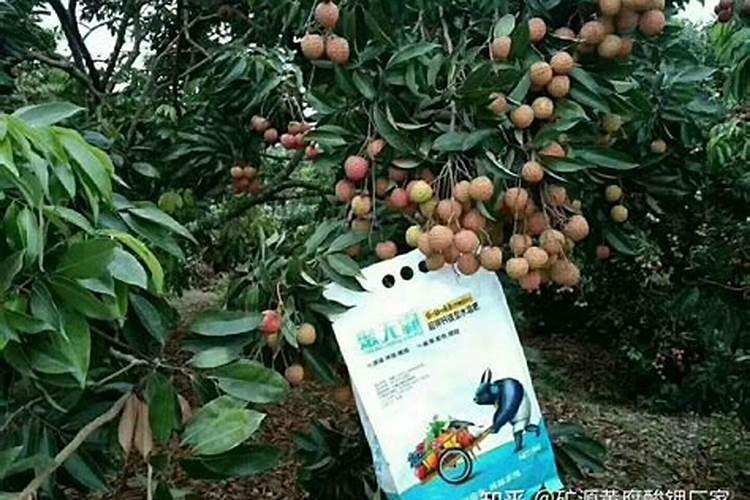 果树苗施什么肥料最好用？
