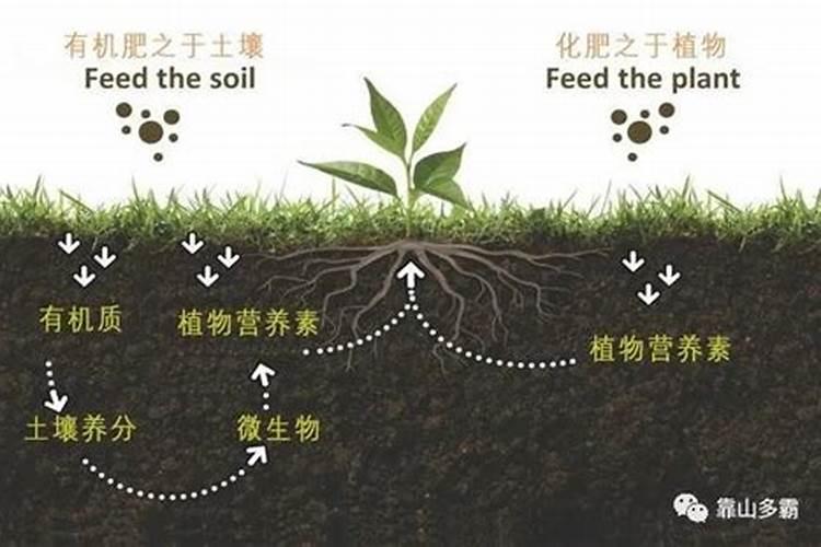 菌肥的质量鉴别和使用方法