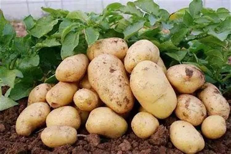 土豆施肥时间和方法