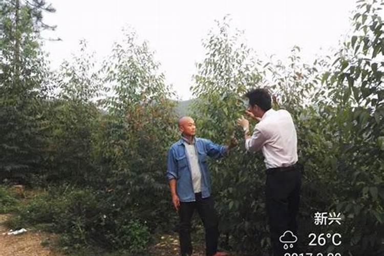 桉树用什么肥料长得快