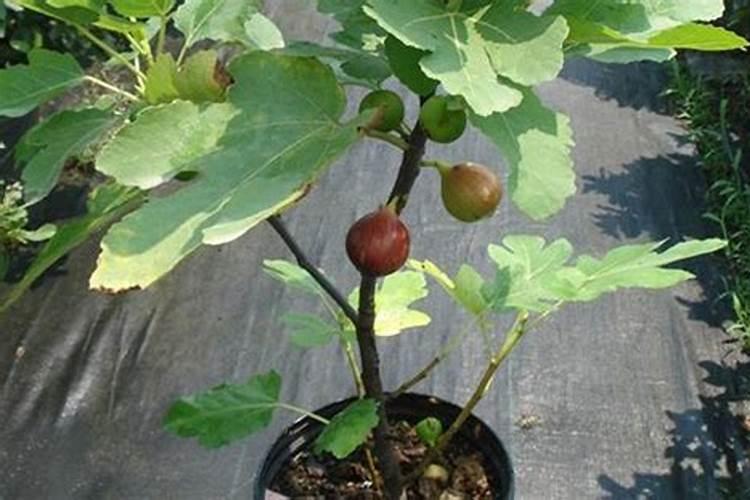 无花果树不结果了怎么办？