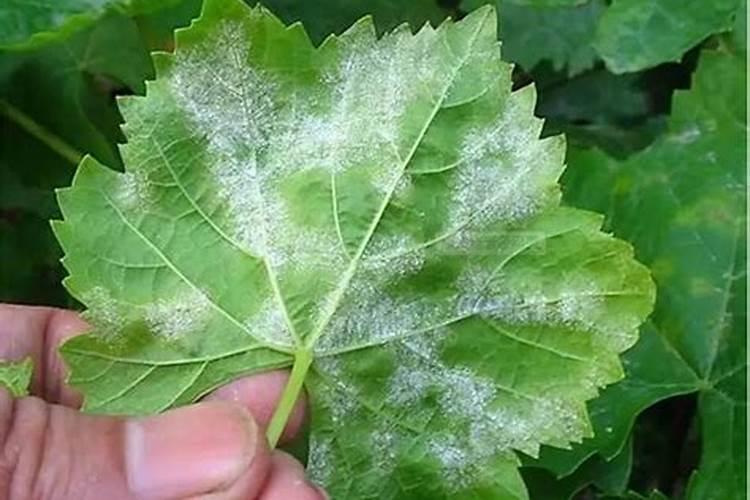 白粉病的药和叶面肥怎么配用？