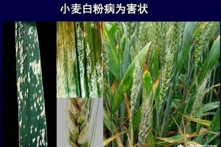 小麦发生白粉病怎样防治(小麦白粉病的原因及防治方法)