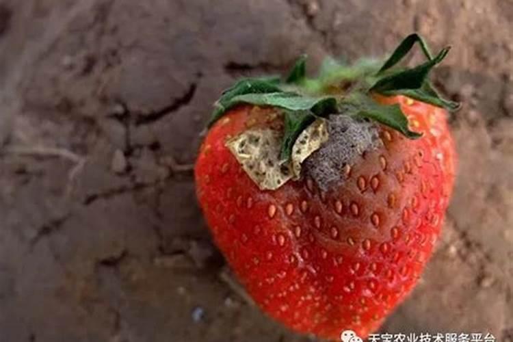 草莓得了白粉病、灰霉病防治方案及防治方法有哪些？求答案