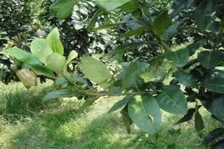 柑橘树苗缺锌症的防治方法