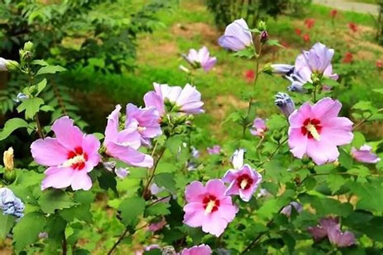 木槿花浇什么肥料合适