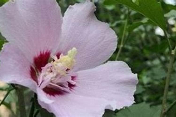 木槿花如何施肥那种肥料最好