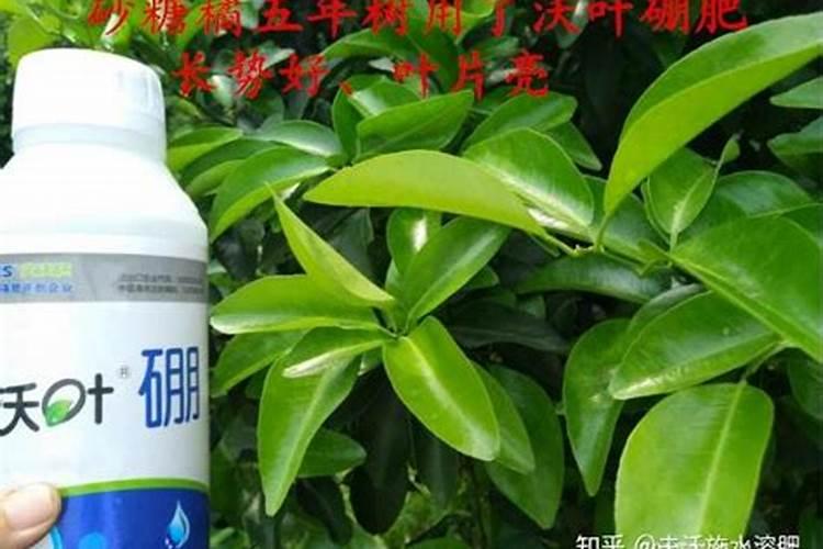 硼肥在作物上有什么作用呢？