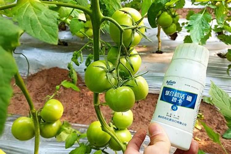 硼肥对于提升农作物品质有着怎样的作用？