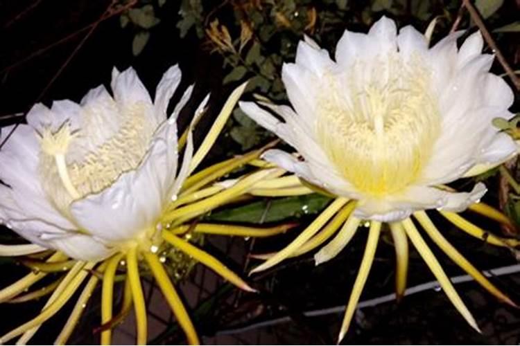 昙花开花期间可以施肥吗？