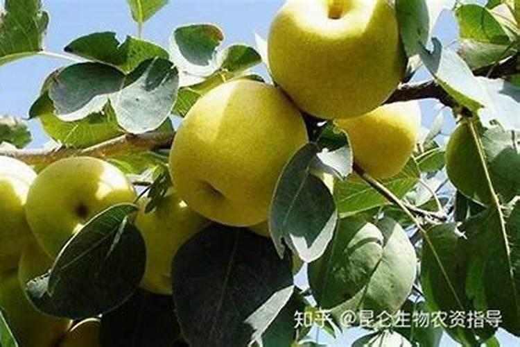梨树用什么水溶肥效果好？