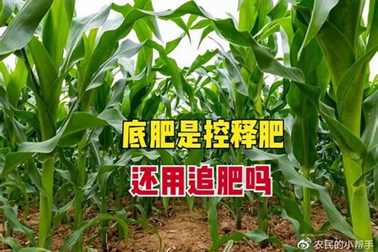 玉米免追肥和缓控释肥有区别吗？