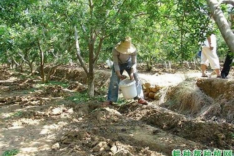 石榴树施肥钾肥比例多少合适呢？