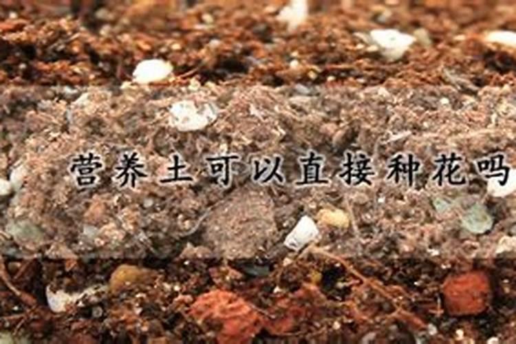 蚯蚓营养土可以直接种花吗