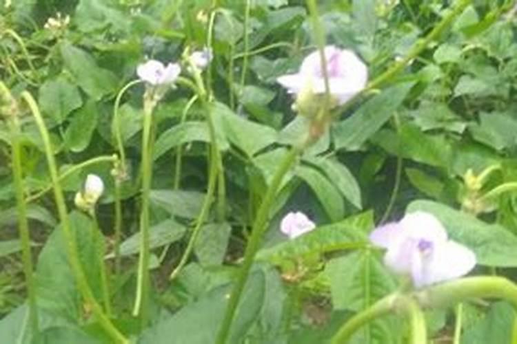 豇豆花期施什么叶面肥最好用？