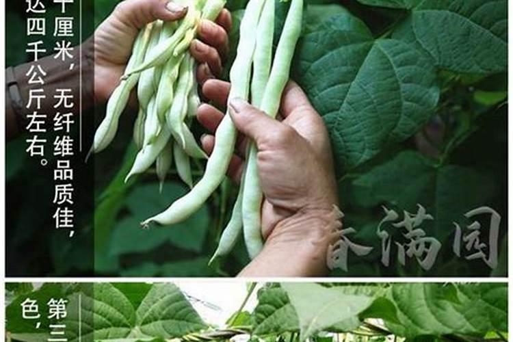 豇豆追肥用什么肥料好