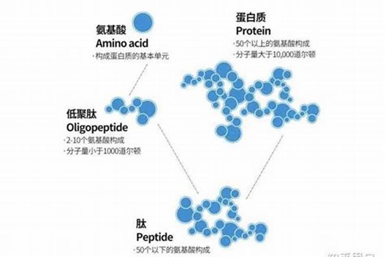 鱼蛋白怎样降解成氨基酸蛋白质？