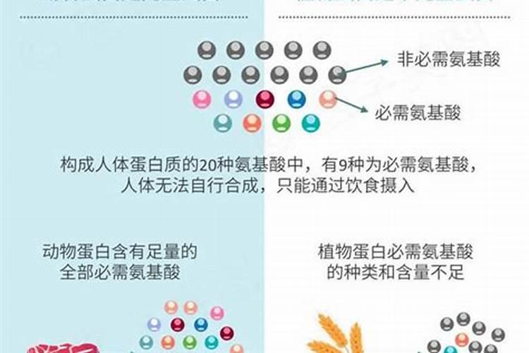 动物蛋白和鱼蛋白的区别
