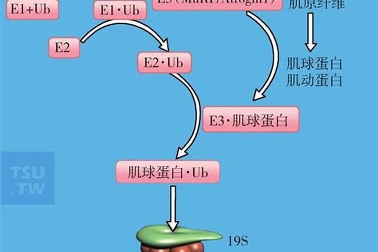 蛋白质降解途径