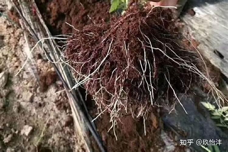 种植水果生根肥怎么用效果好？