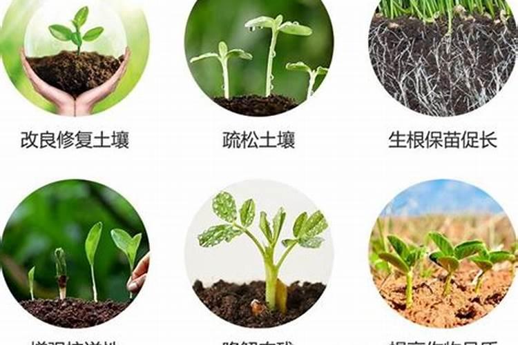 水溶肥的发酵剂有哪些种类？