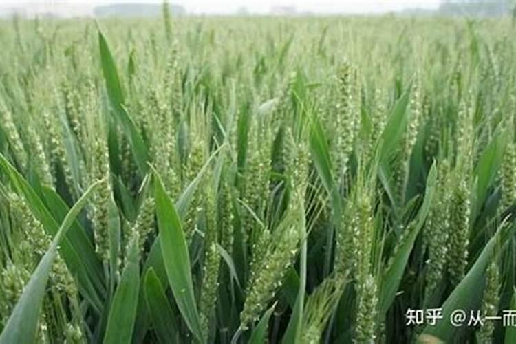 小麦叶面肥有哪些,小麦叶面肥使用方法
