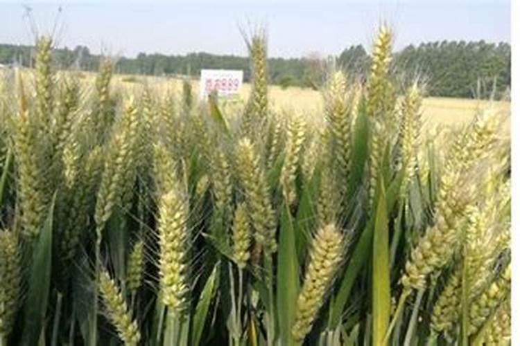 种植小麦每亩需要氮磷钾比例各多少？