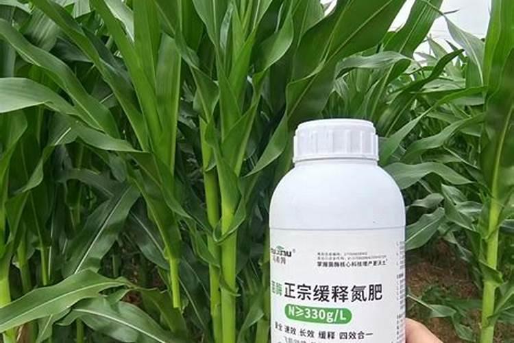 玉米对氮肥很敏感,怎么样才能让玉米苗变强壮？