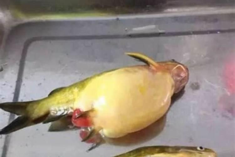 肥鱼肚子里一大坨白色的是