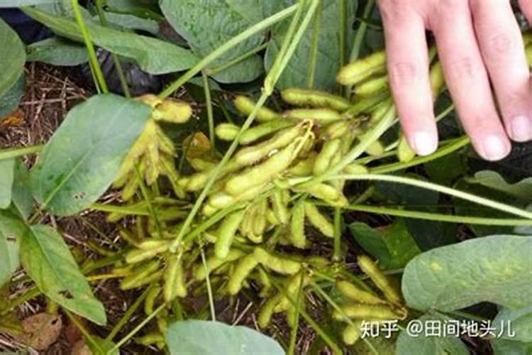 缺少硼元素时大豆会出现什么症状？大豆要如何施硼肥呢？