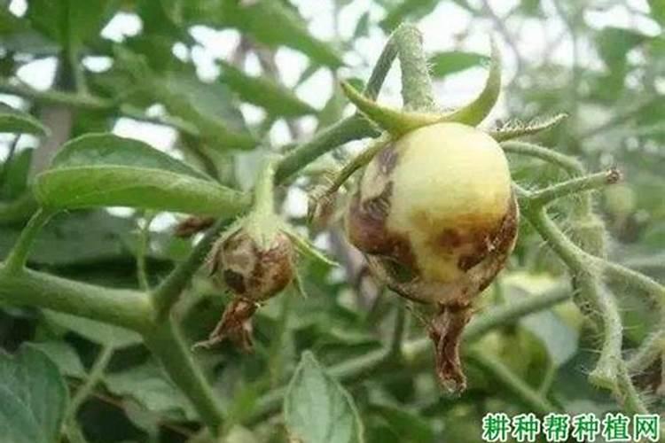 蔬菜种植缺硼有什么症状？如何正确补硼？