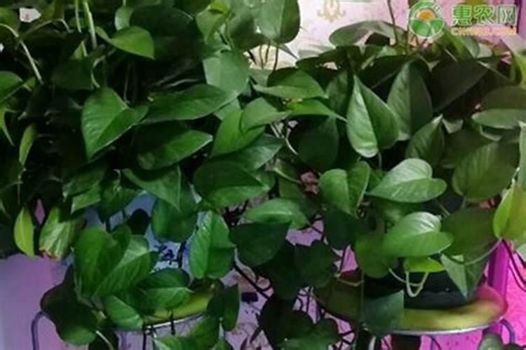 叶子发黄缺什么肥料