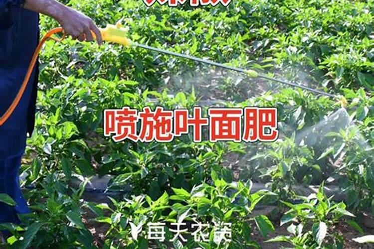 朱顶红叶片怎样喷叶面肥最好？
