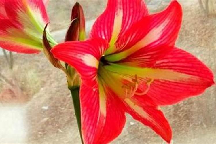 对红花是什么花