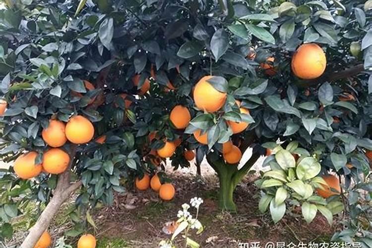 哪种叶面肥能增加糖度和甜度呢？