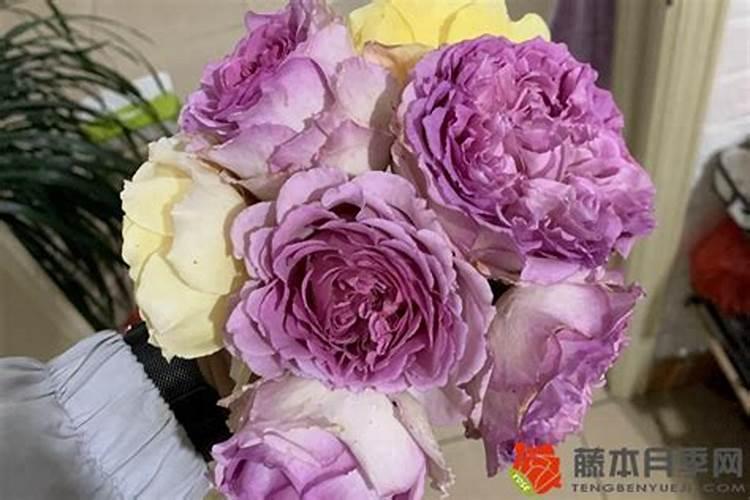 爬藤月季可以用叶面肥吗？